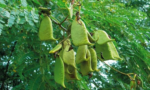 Sự thực "choáng" loài cây trồng nhiều ở VN để... chống trộm