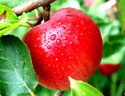 Ngừa ung thư hiệu quả bằng trái táo trong vườn