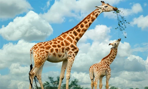 Những khám phá gây sốc về loài hươu cao cổ