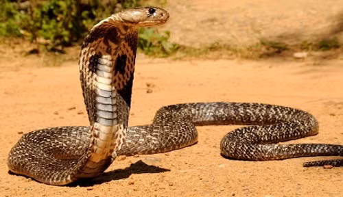 Sự thật ít người biết về rắn hổ mang gây sửng sốt