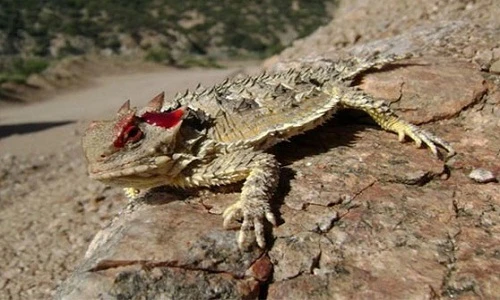 Sốc với những hành vi kỳ lạ của động vật (2)