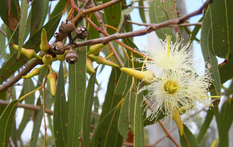 Tác dụng chữa bệnh thần kỳ của cây bạch đàn