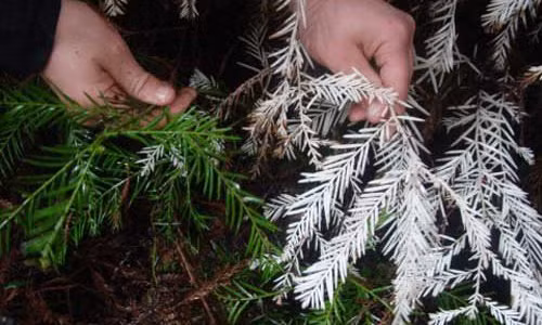 Khám phá bất ngờ về cây gỗ hồng bạch tạng cực hiếm