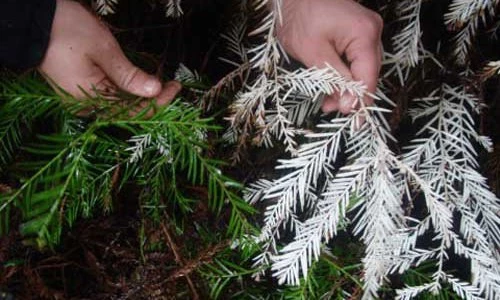 Khám phá bất ngờ về cây gỗ hồng bạch tạng cực hiếm