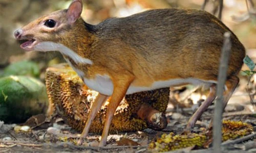 Khám phá con cheo cheo, động vật rừng quý hiếm VN