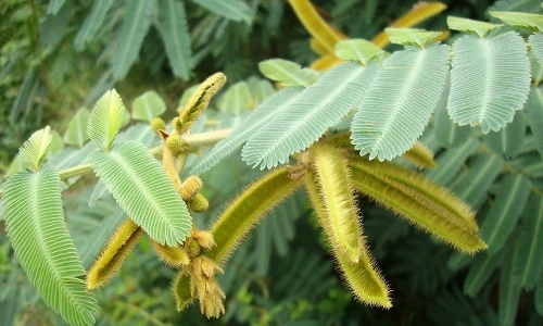 Loài cây “dị”, dễ nhầm lẫn, cực nguy hiểm và có độc ở VN