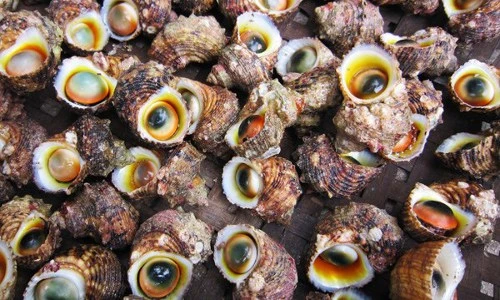 Sự thật cực bất ngờ về ốc xà cừ