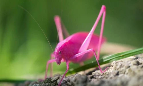 Loài châu chấu màu hồng độc đáo, cực kỳ quý hiếm