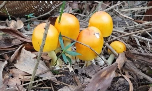 Lạ kỳ loài nấm nhìn y quả trứng gà, lấy tên vua