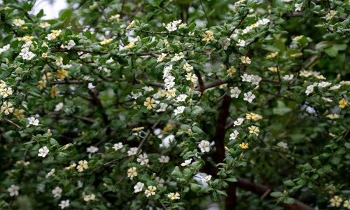 Điều ít ai hay về cây găng trâu có ở khắp Việt Nam