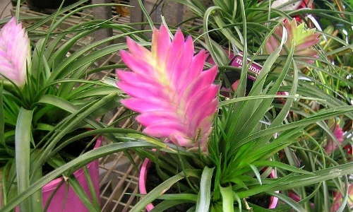 Sự thật về cây quạt ba tiêu có hình dáng “kịch độc”