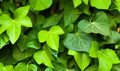 Top bài thuốc "quý hơn vàng" từ lá cây thường xuân