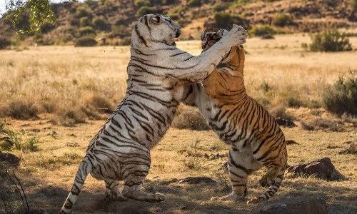 Hổ giao chiến kịch liệt giành lãnh thổ