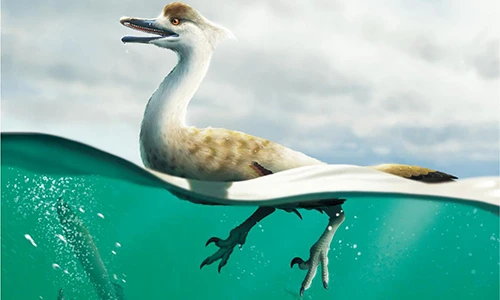 Phát hiện khủng long kỷ Phấn trắng: Trông hệt chim cánh cụt lai ngỗng?