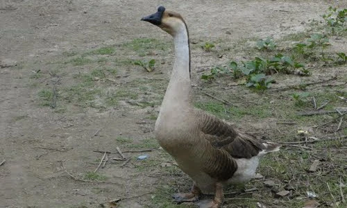 Khám phá loài ngỗng sư tử “vặt cỏ” nhanh hơn máy xén 