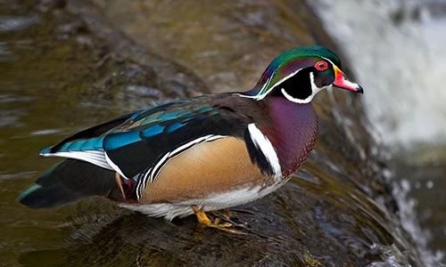 Khám phá kỳ thú loài vịt gỗ đẹp nhất thế giới, leo trèo giỏi