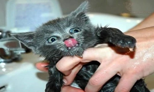 Đau bụng cười chuyện mèo sợ tắm táp (2)