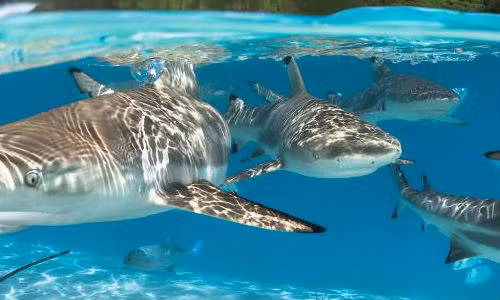 "Đẹp mê hồn" vẻ tiên cảnh của sinh vật dưới nước