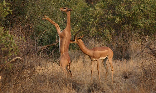 Kỳ lạ linh dương có cổ dài như hươu cao cổ, đứng 2 chân