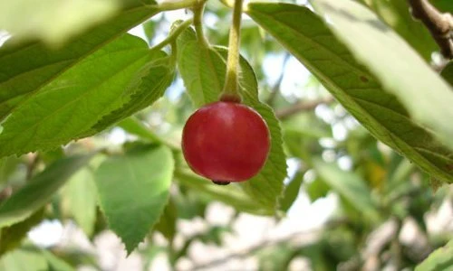 Những điều thú vị về cây trứng cá gắn với tuổi thơ