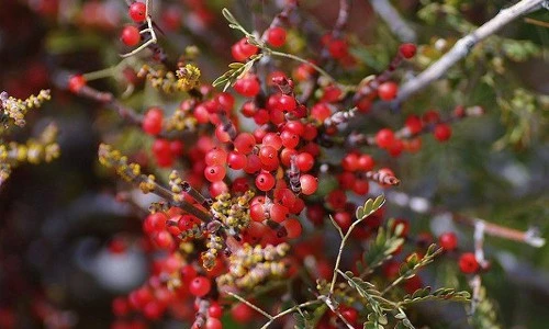 Khám phá bất ngờ về cây tầm gửi