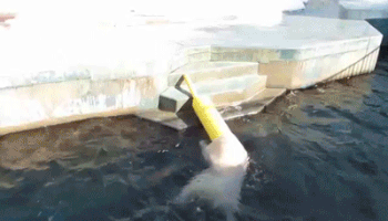 Chú gấu vui vẻ nhất hành tinh