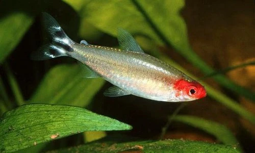 Thú vị cá sóc đầu đỏ, dân chơi cá cực yêu thích