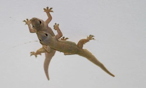 Những quan niệm dân gian “khó đỡ” về con thạch sùng