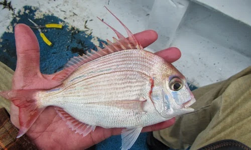 Khám phá về cá bánh đường có màu hồng tuyệt đẹp