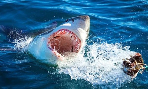 Top sự kiện quái thú tấn công người kinh hoàng nhất lịch sử