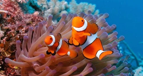 Sự thật thú vị về những chú cá hề