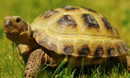 Loài rùa nhìn hiền khô nhưng là “cơn ác mộng" với thú săn mồi