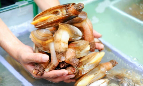 Khám phá bất ngờ về “thượng phẩm” tu hài