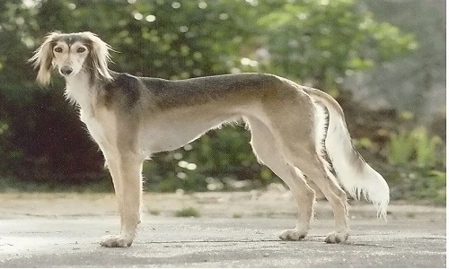 Ngắm giống chó săn Saluki đẹp từ trong ra ngoài