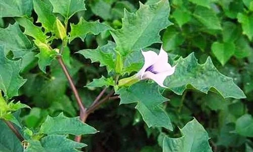 Bài thuốc hay chữa bệnh bất ngờ từ các loại cây có độc