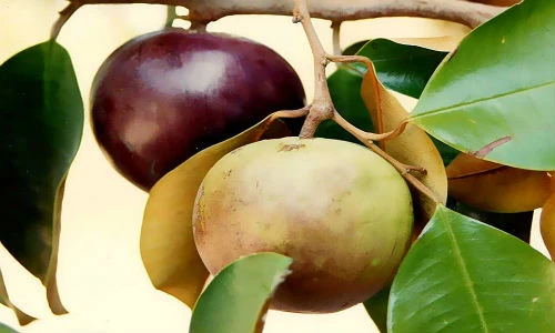 Cách làm mặt nạ từ vú sữa giúp da trắng lên trông thấy