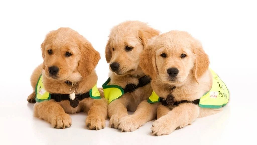 Dự đoán ngày mới 13/4/2020 cho 12 con giáp: Hợi bận rộn, Dậu thực dụng