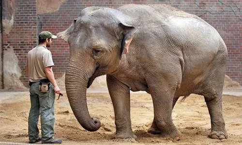 Ngóng chuyện sinh đẻ của nàng voi gốc Việt tên Hoa