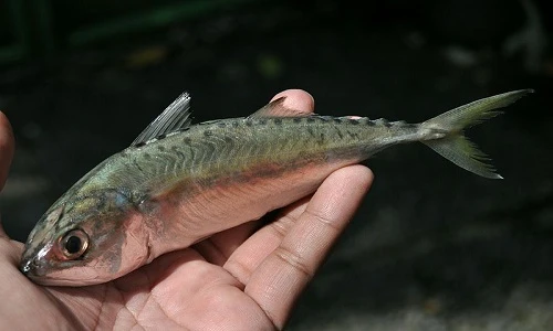 Sự thật thú vị loài cá ba thú nổi tiếng ở Phú Quốc