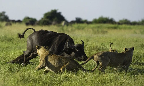 Trâu mẹ tuyệt vọng nhìn con bị bầy sư tử ăn thịt