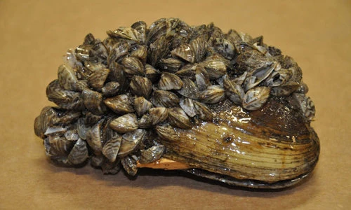 Sự thật về loài trai đáng sợ, có thể hủy hoại địa cầu