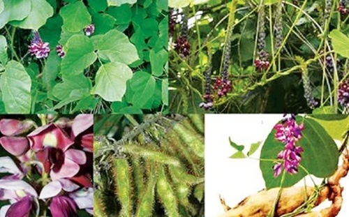 Bài thuốc hay từ cây sắn dây chữa bệnh cực hiệu nghiệm