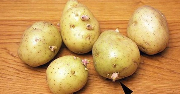Khoai tây nảy mầm cực độc nhưng 4 củ này lại quý như sâm