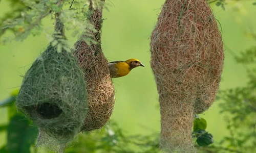 Điểm mặt những động vật chăm chỉ nhất hành tinh