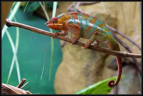 Điểm danh động vật lớn lên bằng cách lột da