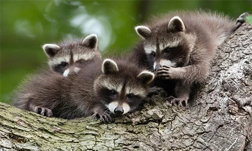 Bật cười những khoảnh khắc "tấu hài" của động vật hoang dã