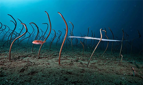 Những bức ảnh động vật hoang dã ấn tượng nhất năm 2022