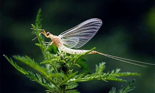 7 động vật có tuổi thọ ngắn nhất hành tinh: Bất ngờ "trùm cuối"!