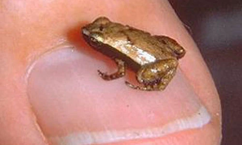 Khám phá loài ếch kỳ dị có khả năng nghe bằng miệng