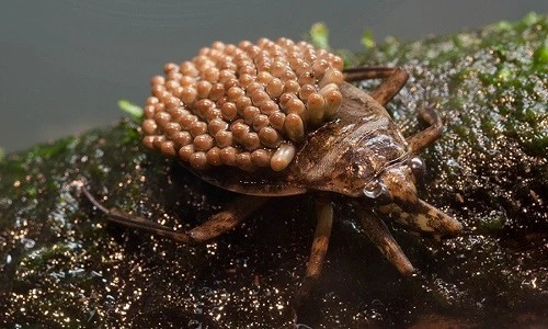 Những “người cha vĩ đại” trong thế giới động vật 